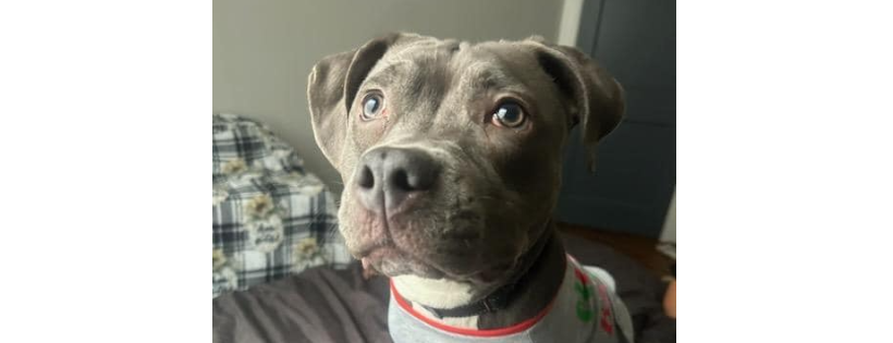 Chasin Tail Rescue Inc