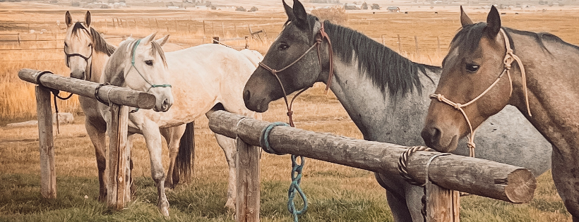 LES Haven Ranch