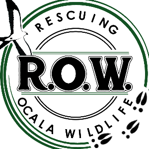 Rescuing Ocala Wildlife (ROW)