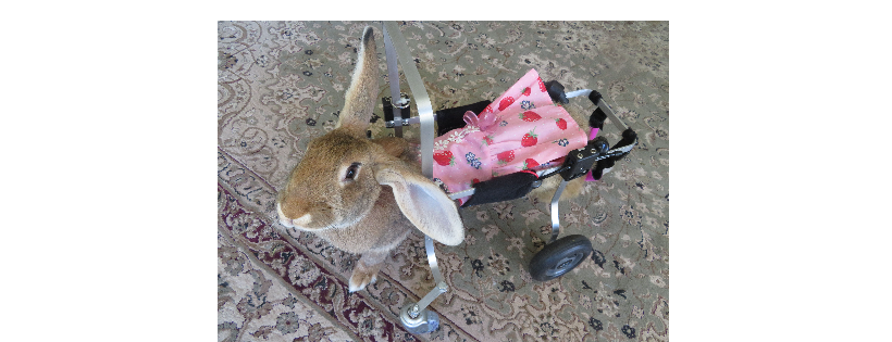 Test rabbit runaway