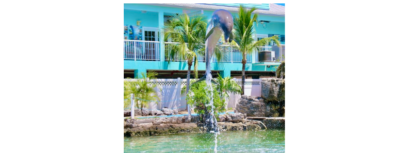 Island Dolphin Care