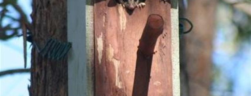 Wildlife Preservation Society Of Queensland