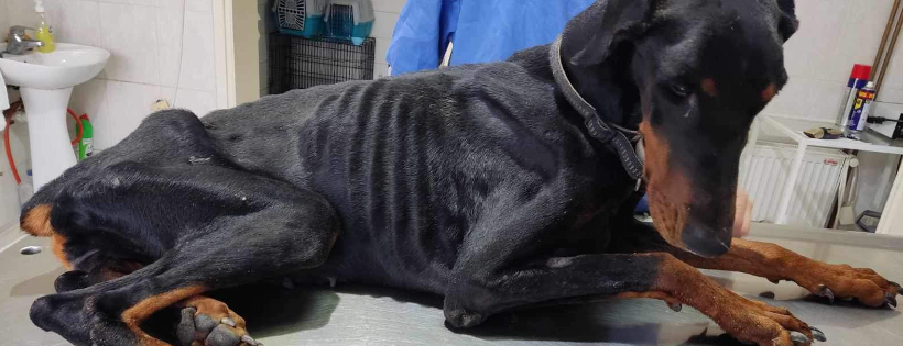 Kiki’s Hope for Animals