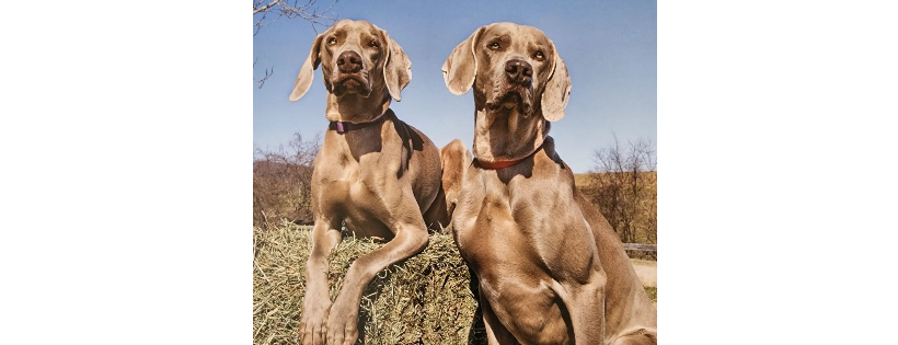 Central Florida Weimaraner and Dog Rescue