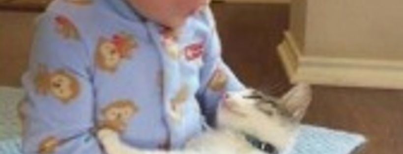 Animal haven Rescue League