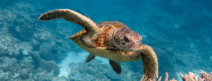 The Australian Marine Conservation Society
