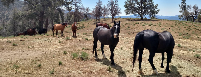 Lifesavers Wild Horse Rescue