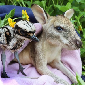 NQ Wildlife Care