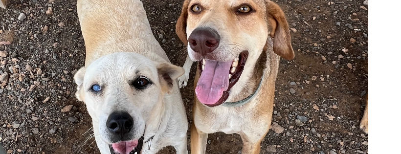 OSPA Cabo Verde Cats and Dogs