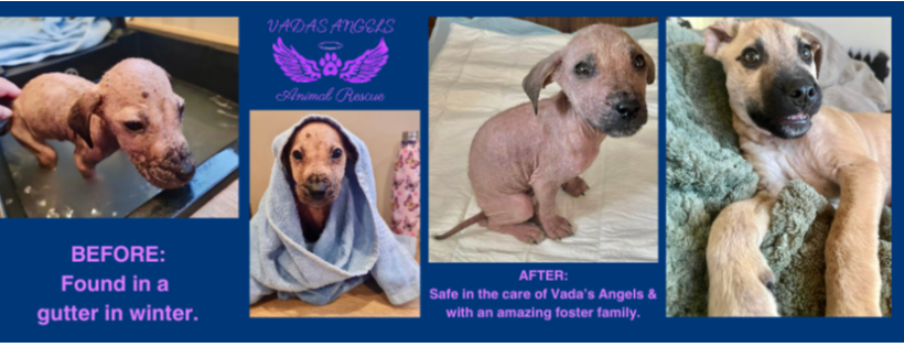 Vada's Angels Animal Rescue Tauranga