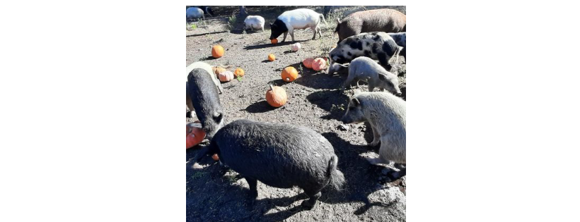 Pigs & Pals Farm Rescue, Inc.