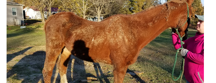 A&A Horse Haven Inc.