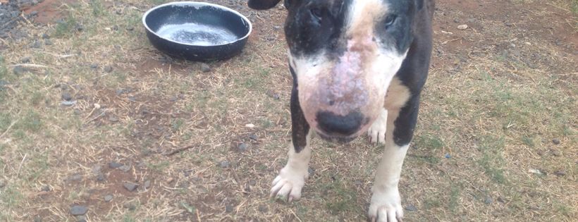 NSW Bull Terrier Rescue Inc