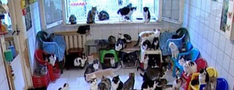 Torquay Cat Rescue