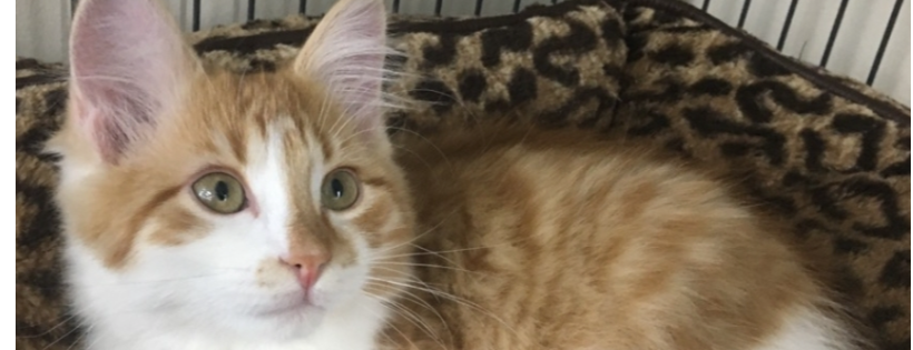 Boundary Helping Hands Feline Rescue Society