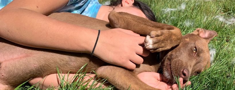 Dogwood Animal Rescue Project
