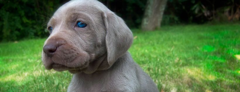 Wonder Weims Rescue