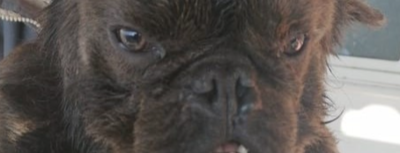 french bulldog saviours