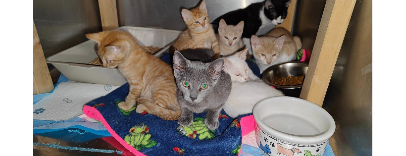 Rio Linda Feral Help Group