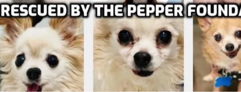 The Pepper Foundation