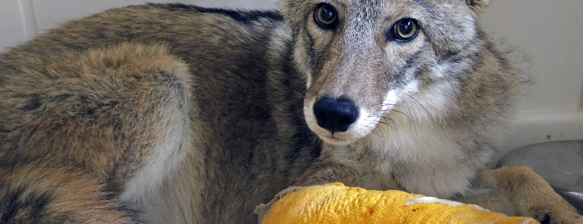 Southwest Wildlife Conservation Center