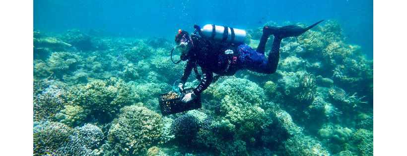 Reef Restoration Foundation