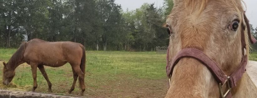 Feel Better Farm Equine and Farm Animal Rescue