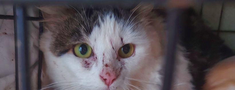 Yarm cat rescue