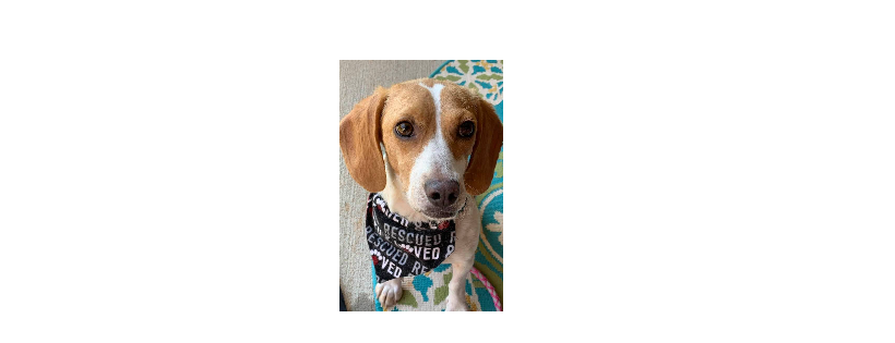 Carolina Loving Hound Rescue