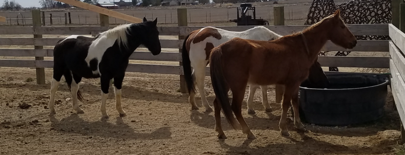 Horse Rescue Idaho, Inc (d/b/a Idaho Horse Rescue)