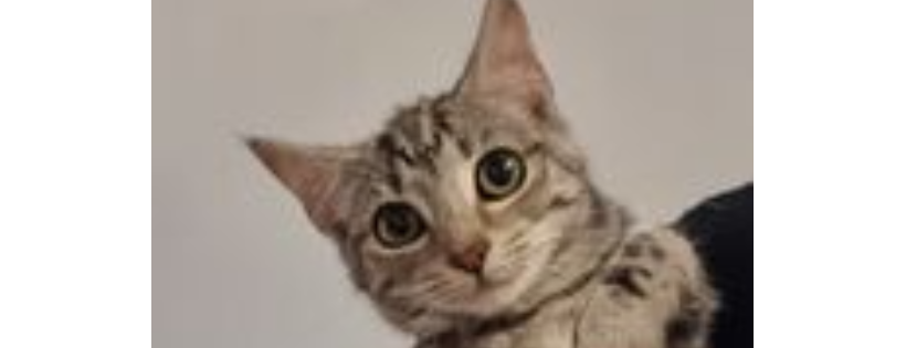 SMART Animal Sanctuary & Rehoming Centre