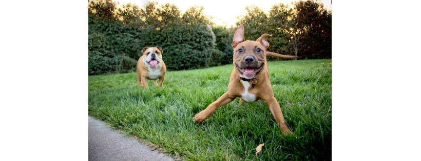 Lucky Dog Rescue, Pleasanton, CA