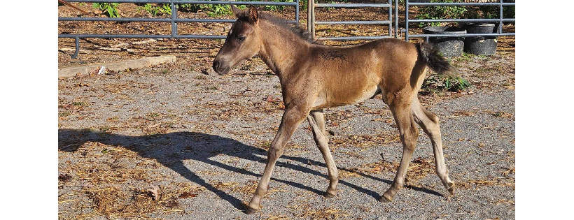 Hope's Legacy Equine Rescue, Inc.