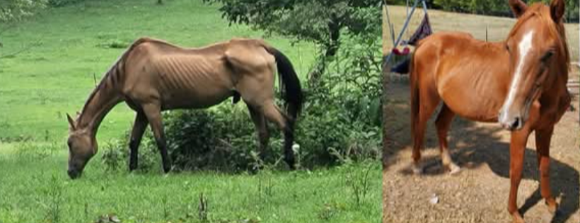 Healing Hearts Equine Rescue