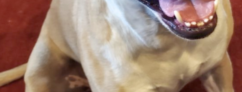 The Animal League Of Green Valley