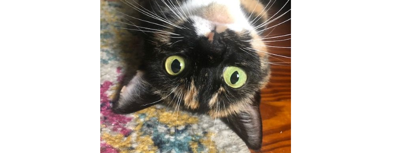 Loving Care Cat Rescue