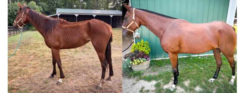 Hope for Horses, inc