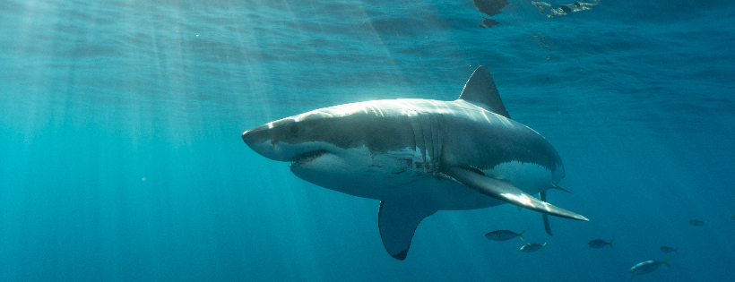 Shark Allies