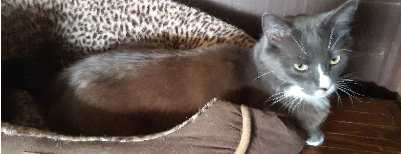Cats in Crisis