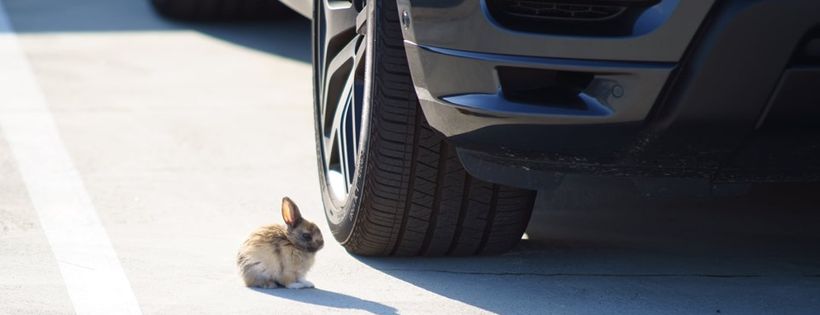 Rabbitats Rescue Society