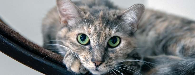 Homeward Bound Cat Adoptions Las Vegas NV