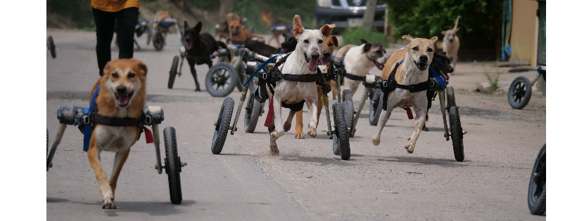 Paws At Peace - TMTRD.org Dog Sanctuary