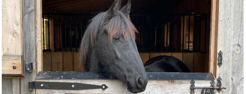 The Dorset Equine Rescue Inc.