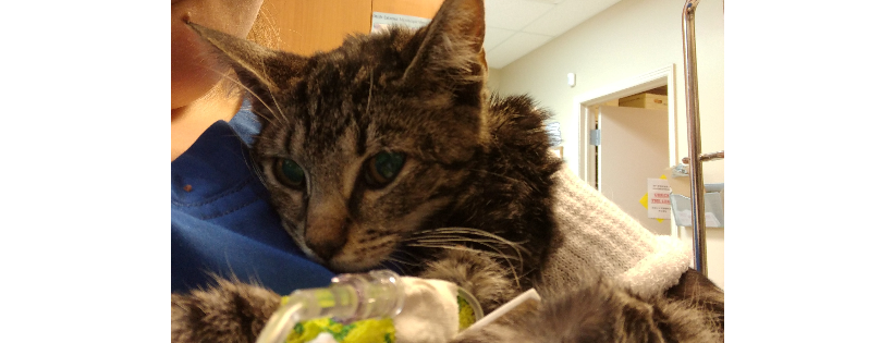 A New Beginning Animal Rescue