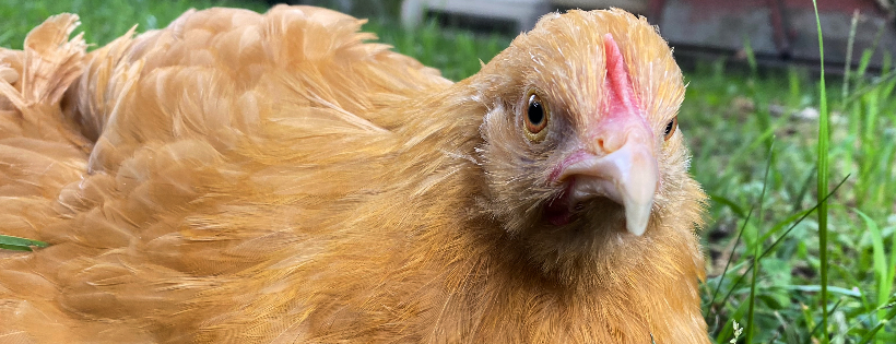 Marley Meadows Animal Sanctuary