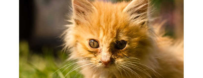 Catspan Ferals Registered Charity