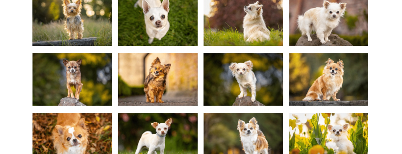 New Zealand Chihuahua Rescue