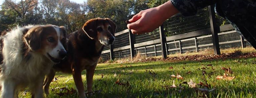 Hallie Hill Animal Sanctuary
