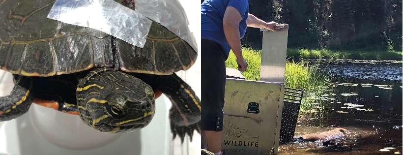Interior Wildlife Rehabilitation Society