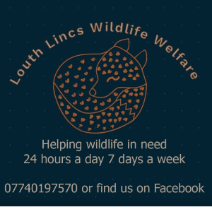 Louth wildlife welfare